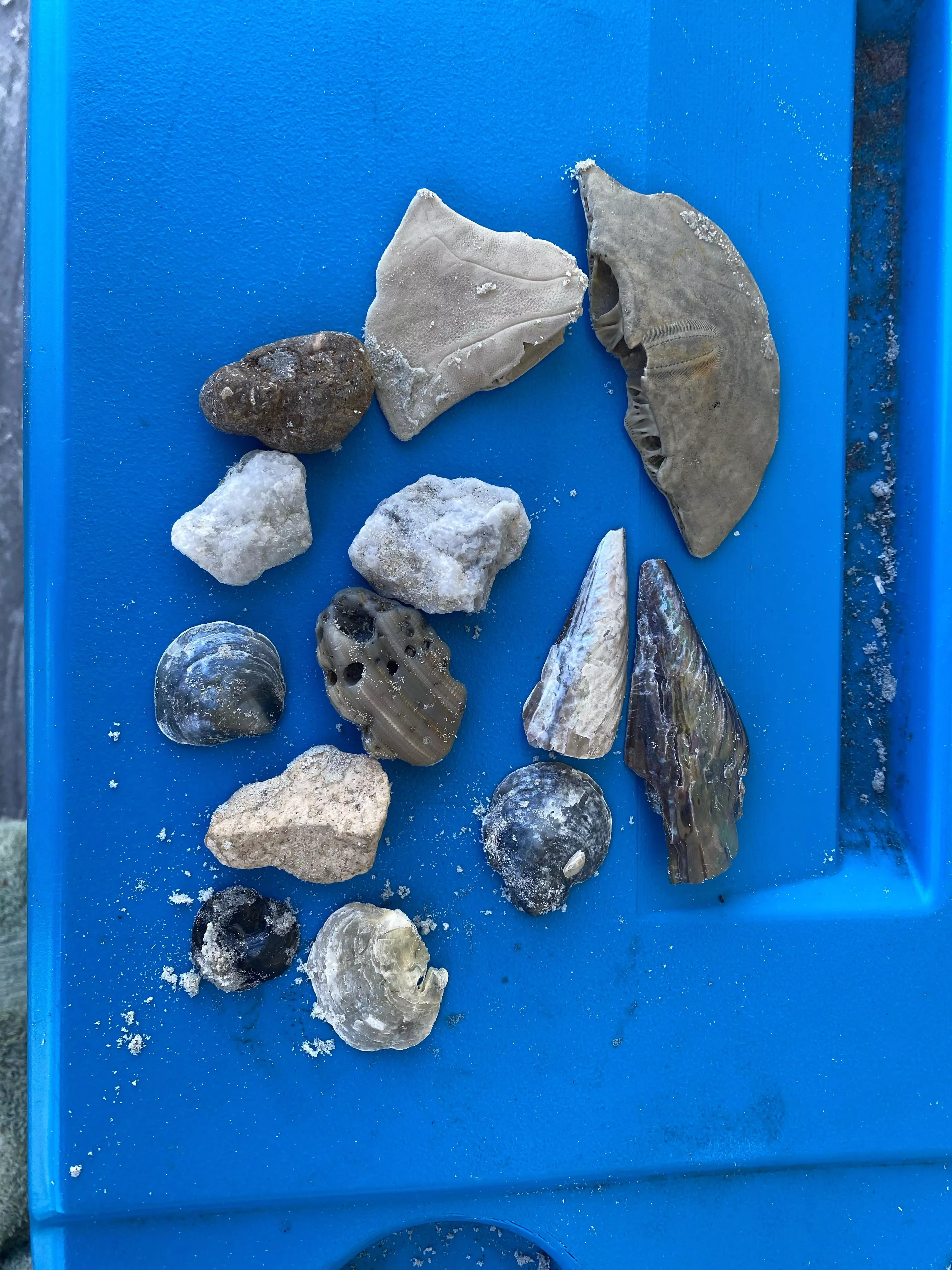 Finds of the morning in new Smyrna beach, started picking up rocks to learn more about them 😅🤗