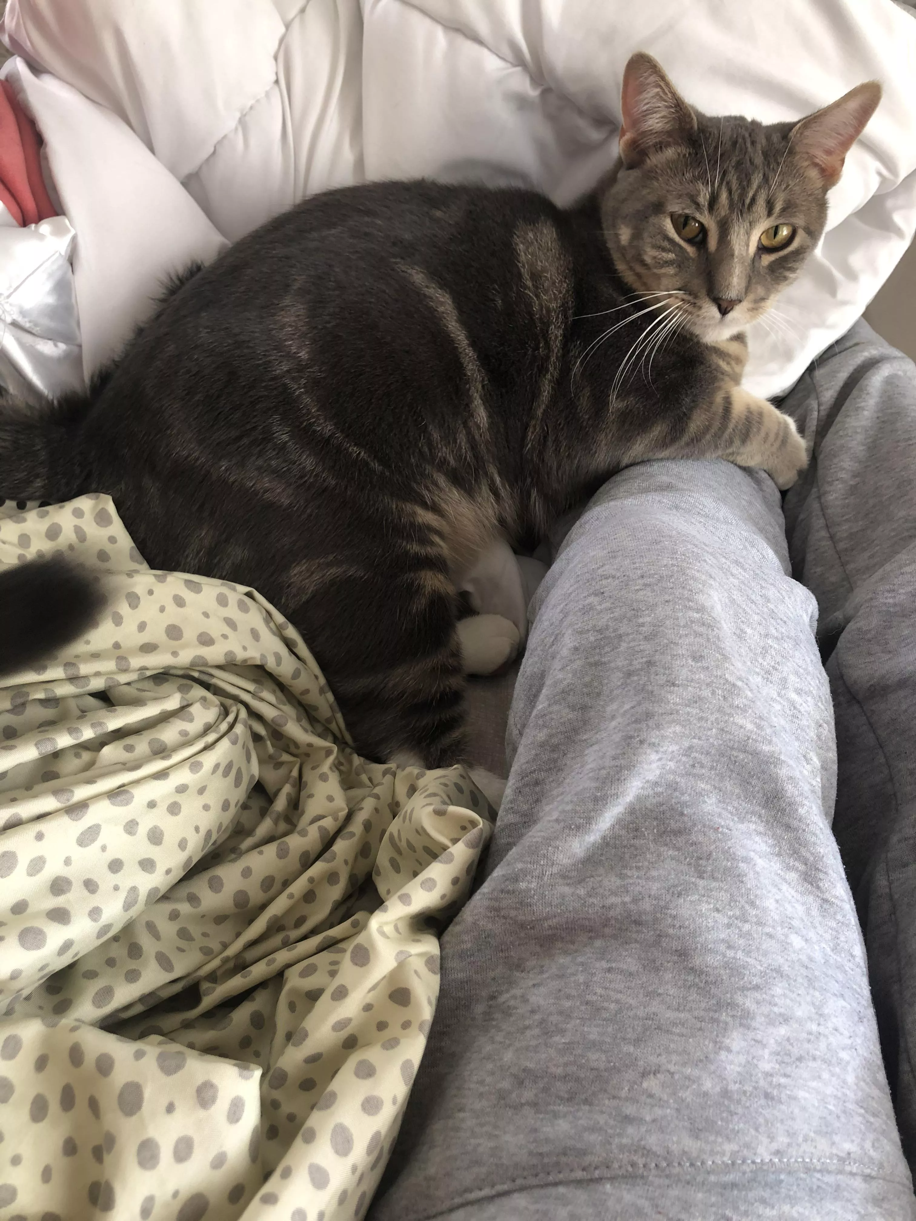 23 any dudes here wanna play ow2 on pc with me? I’d love to duo and make friends! Here’s my cat to help seal the deal lol