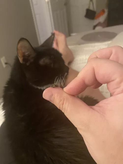 Tag Team, back again! Me and my kitty are working together to figure out what is coming out of his ears. Got this gem right on the outside of his ear. it’s daily now. Doesn’t smell. Doc said not an infection ?