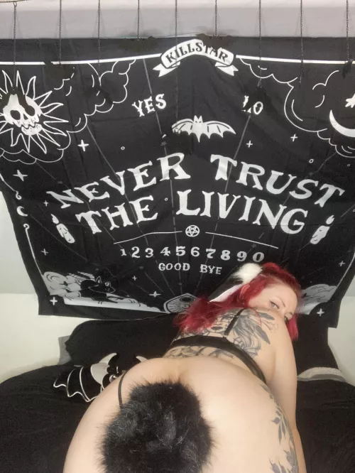 Finally got my ears & tail ;)