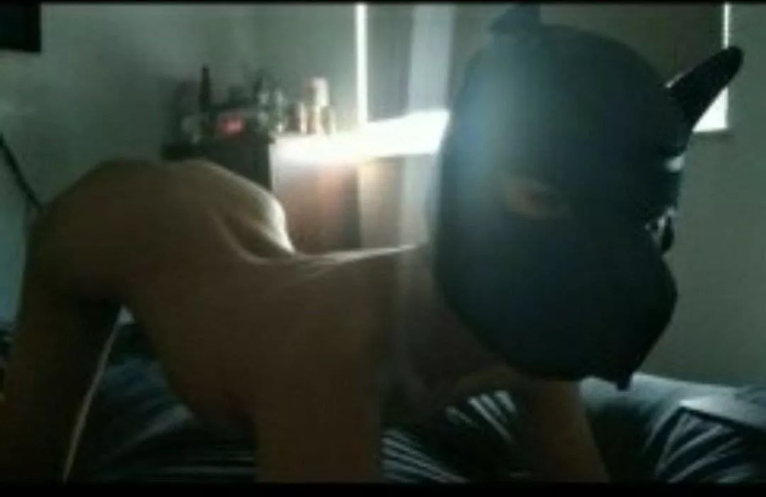 Korean Twink pup MISSING