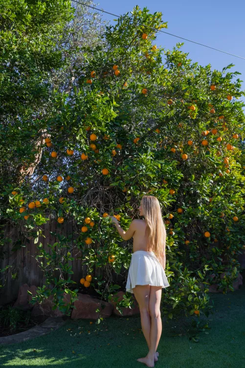 these oranges are so tempting / Caroline Zalog