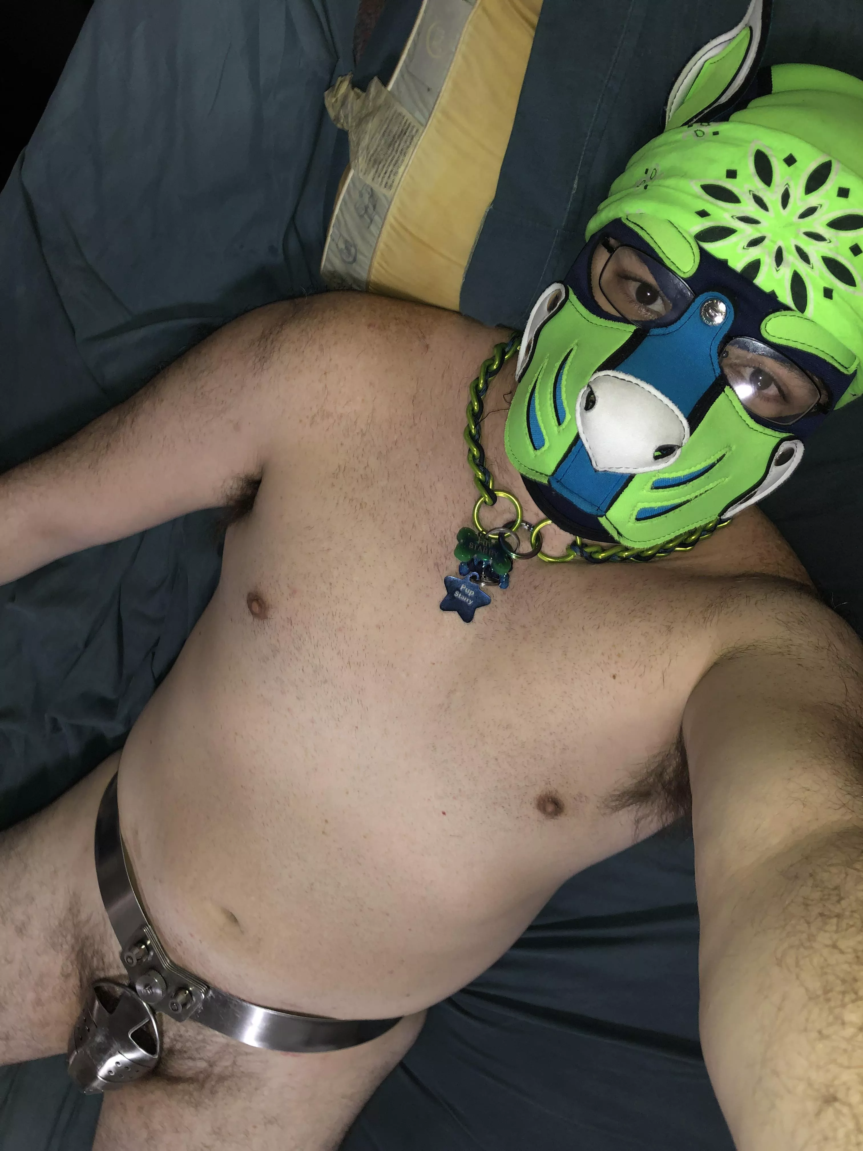 Locktober pupdate day 13: puppy is starting to get irritably horny and desperately wanting to paw off for relief, but can’t!