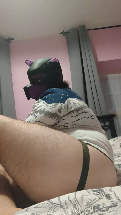 Pup's in need of a big bone for Christmas