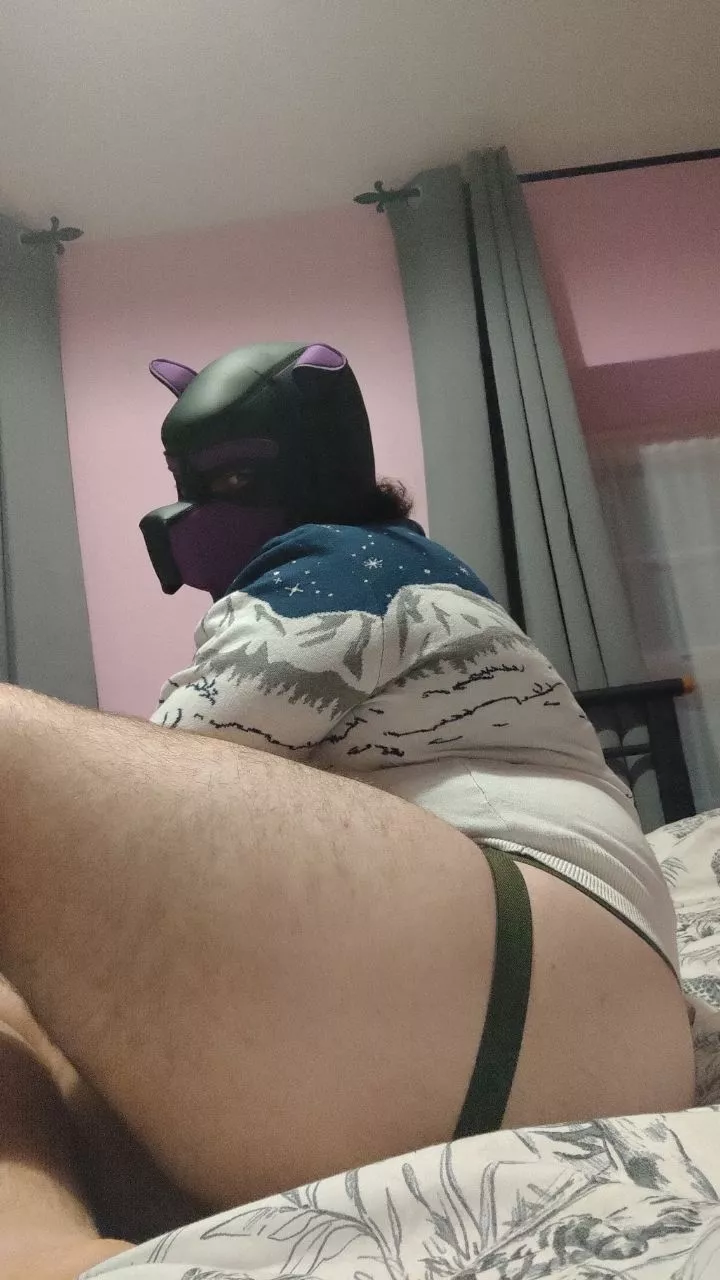 Pup's in need of a big bone for Christmas