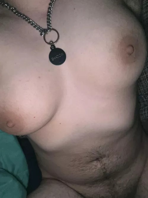 New collar!! In need of head scritches and cuddles!! (He/They) 🐾