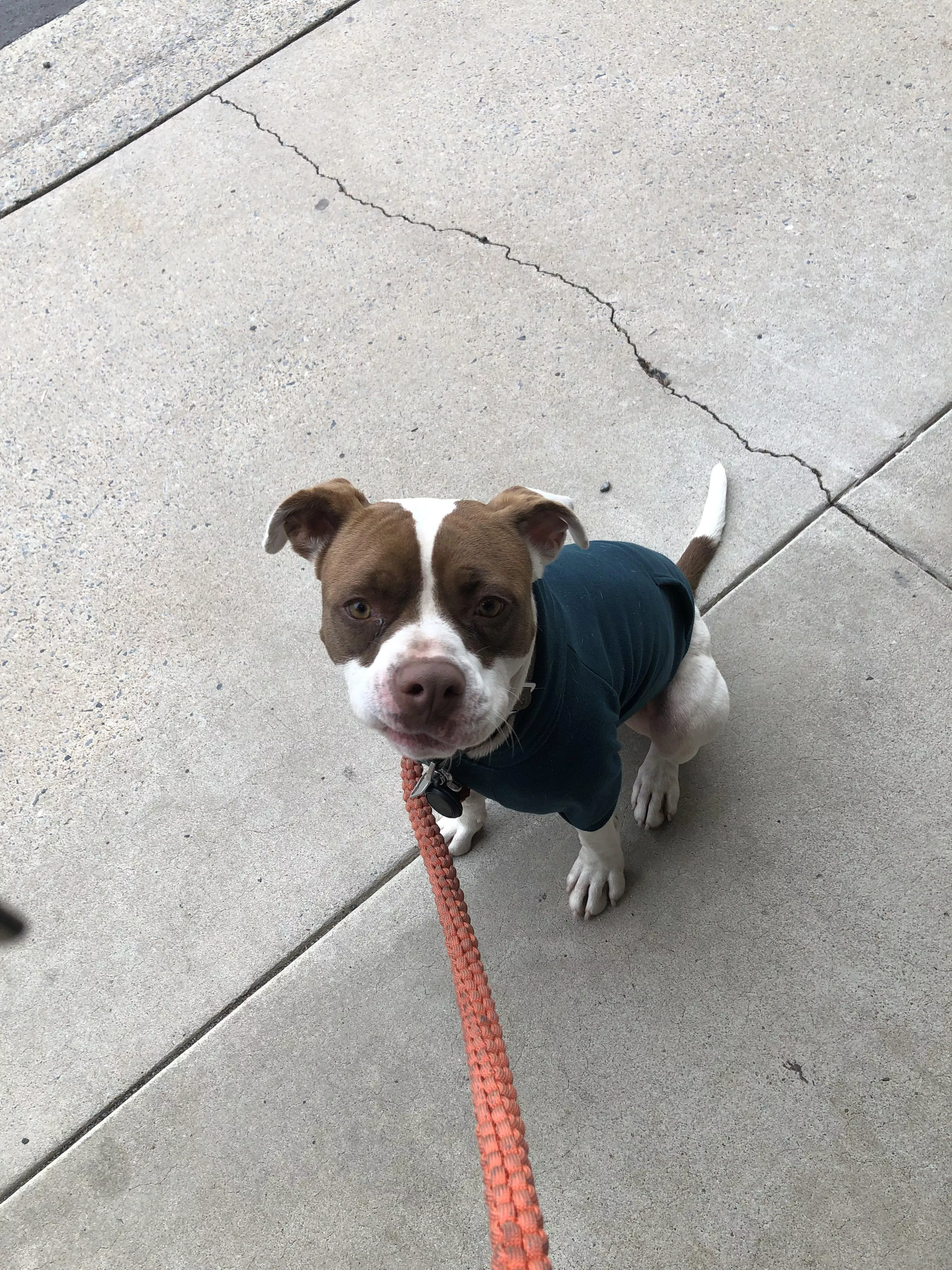 My sweater pup Joey (oc)