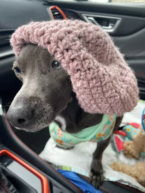 Raspberry beret (oc)