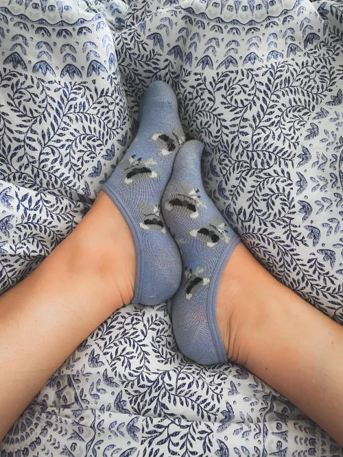 Cool Koalas for this Fun Sock Friday! What animal would you like to meet…besides me? 😉