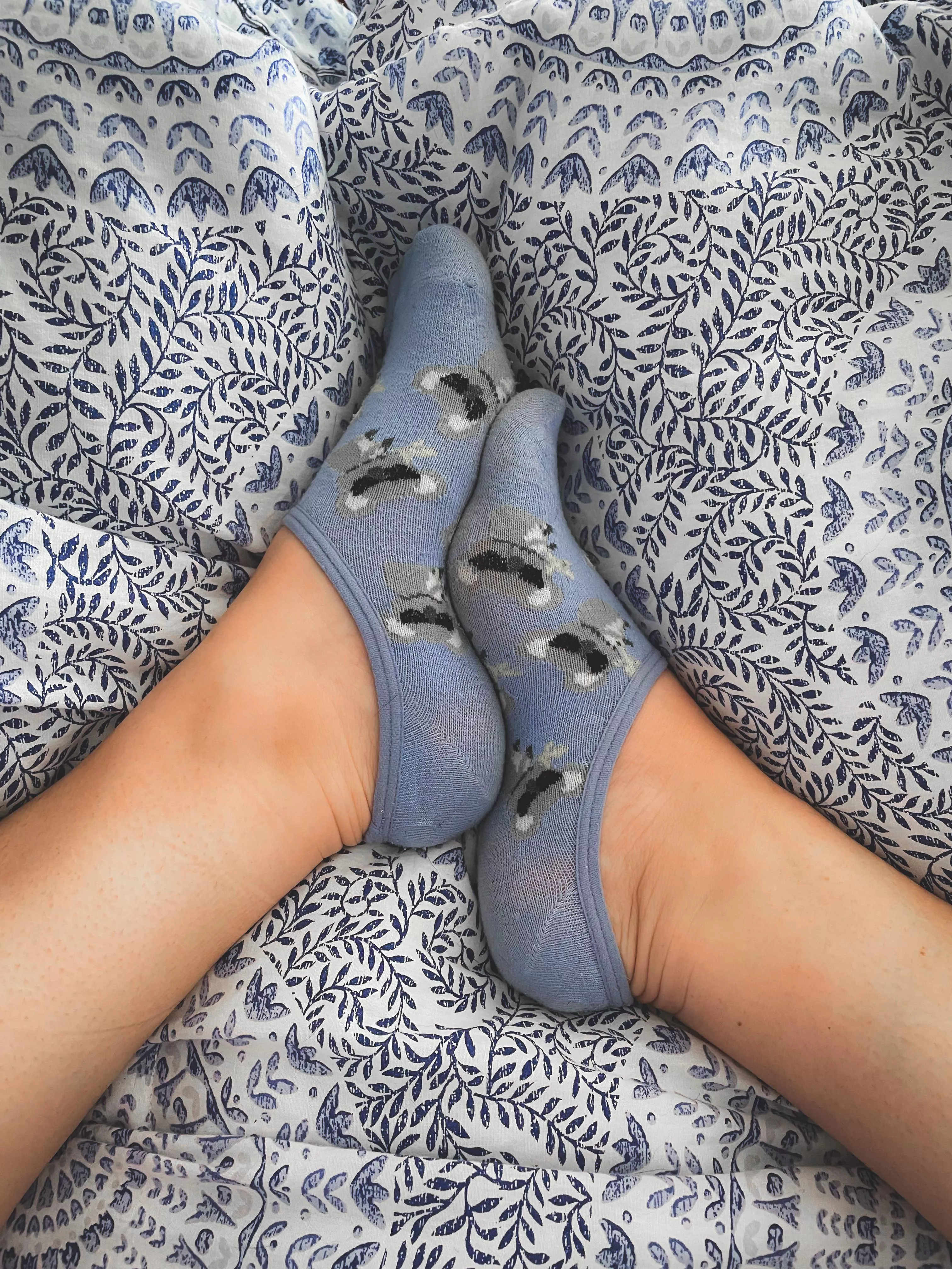 Cool Koalas for this Fun Sock Friday! What animal would you like to meet…besides me? 😉