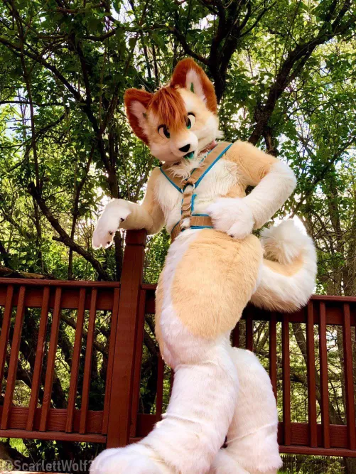 Happy Fursuit Friday! 🐾💕