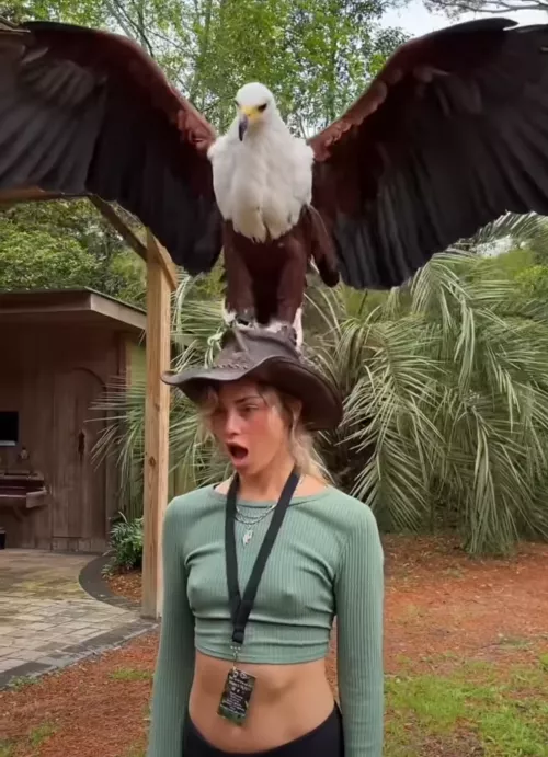 The Eagle has landed