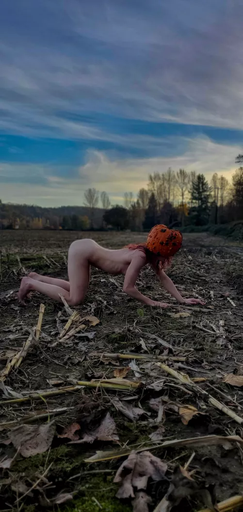 The last pumpkin in the patch ripe and ready for harvest😉