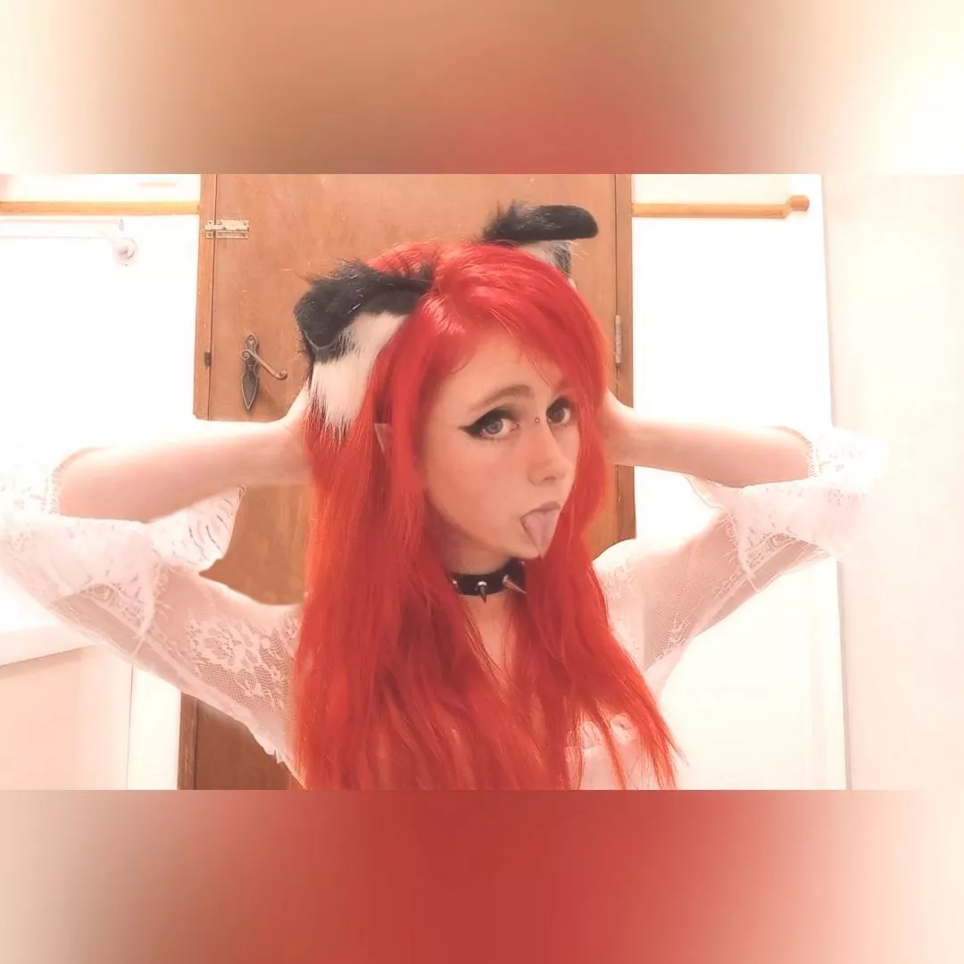 which breed of cat is this?