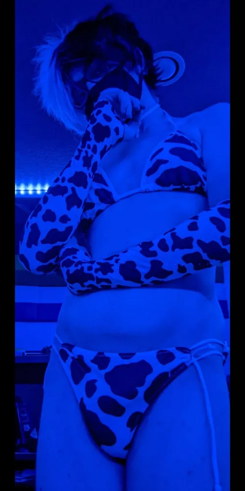 Are cows accepted on here? [19]