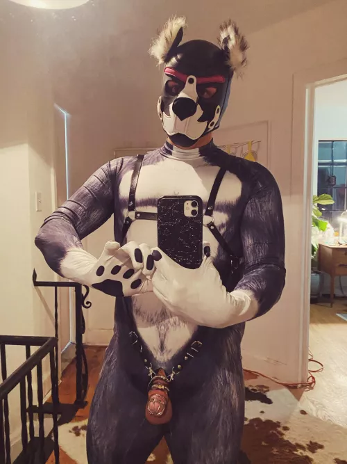 Chastity pup 🐶