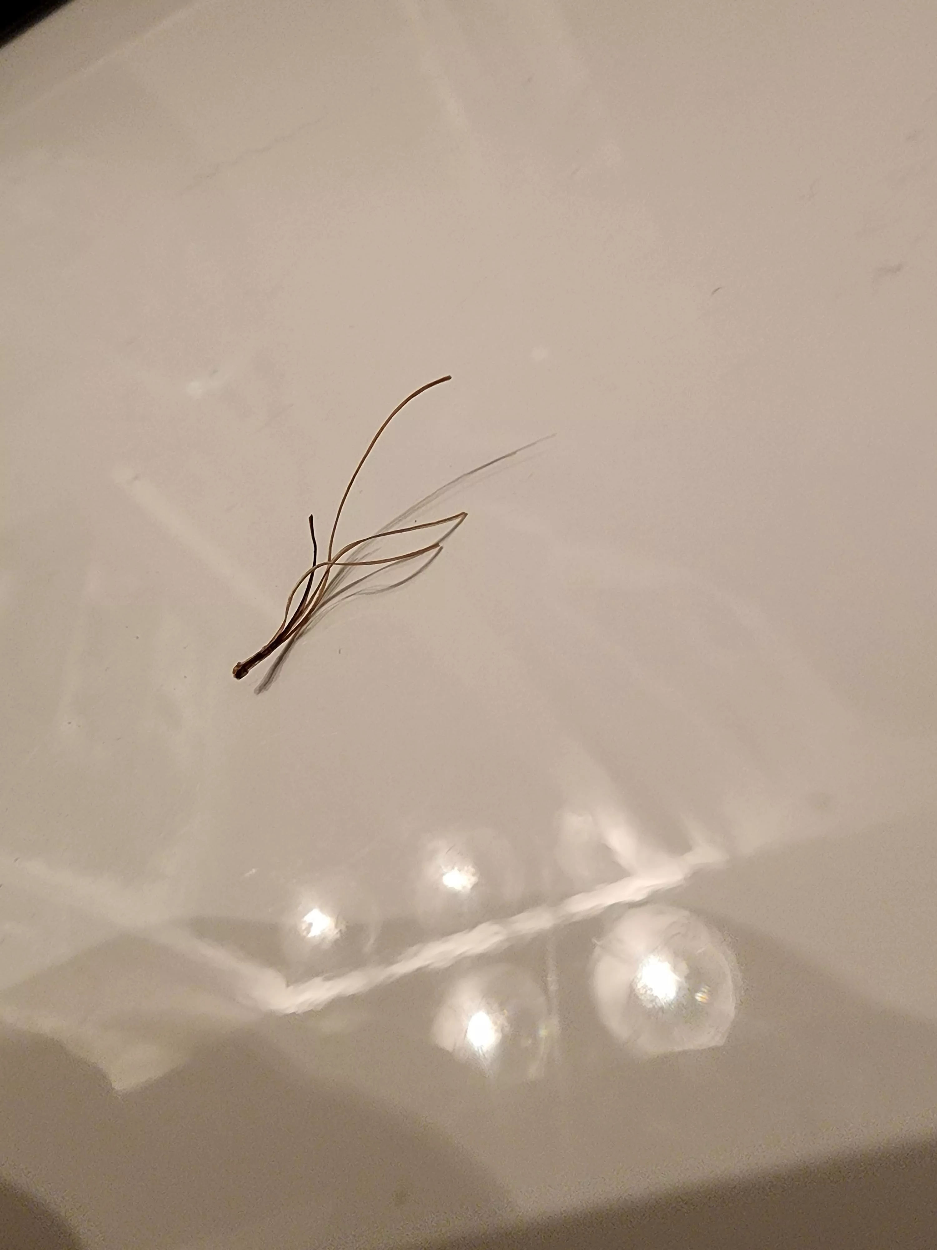 Sorry I didn't video it. One hair follicle squeeze produced this glorious bastard.