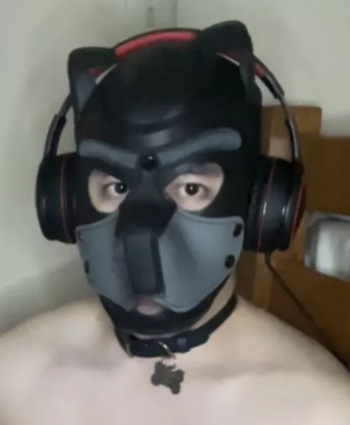 This is my owned Pup Luca. He’s a good boy