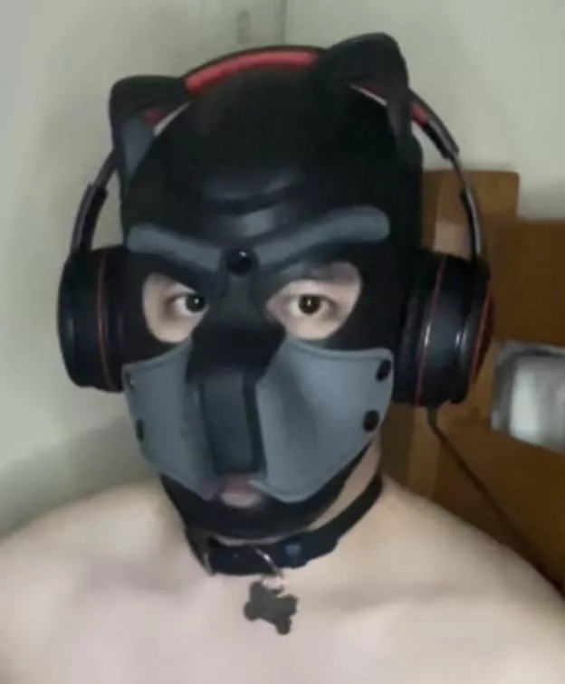 This is my owned Pup Luca. He’s a good boy