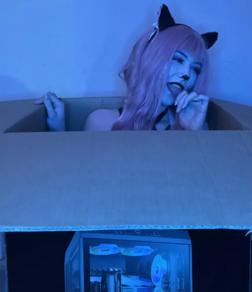 catgirl in a box