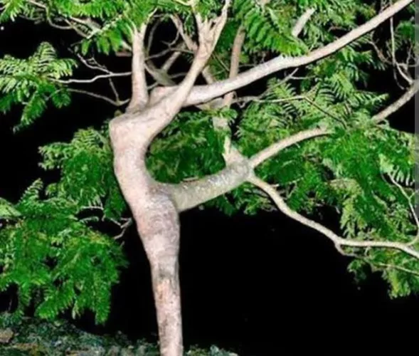 I am highly disappointed at the [F]act that this sub is actually not about slutty and sexy trees.