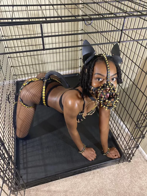 Muzzled pet 🤐🐾