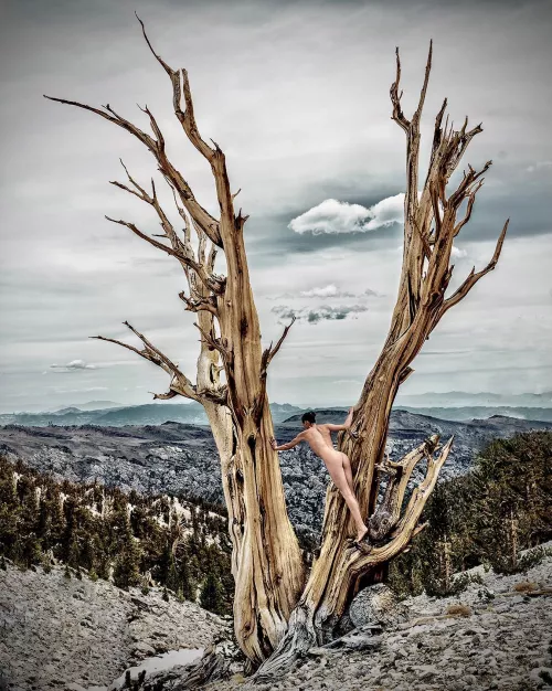 Dead trees