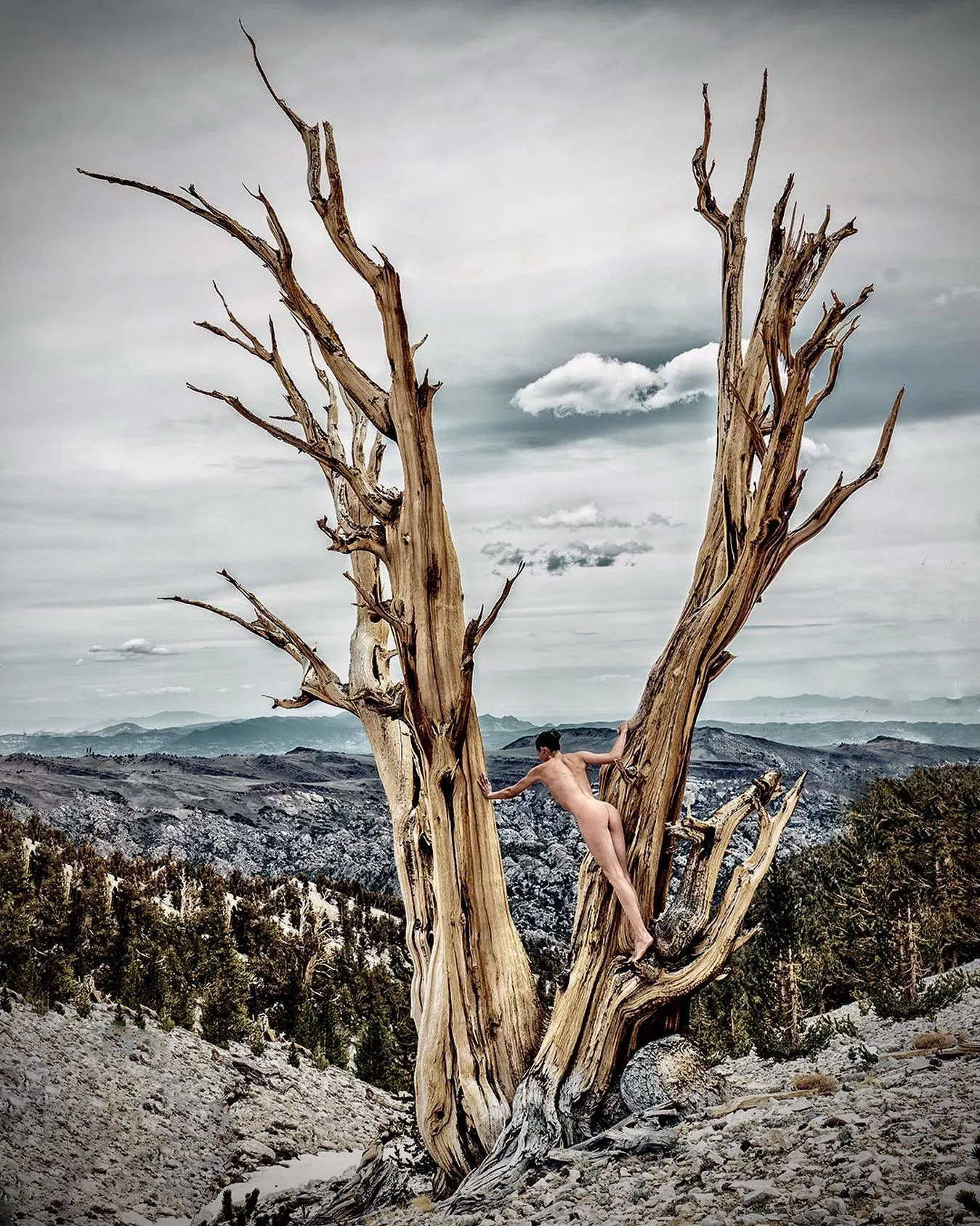 Dead trees