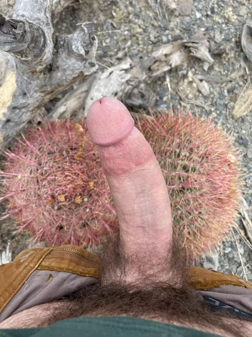 Hairy like barrel cactus