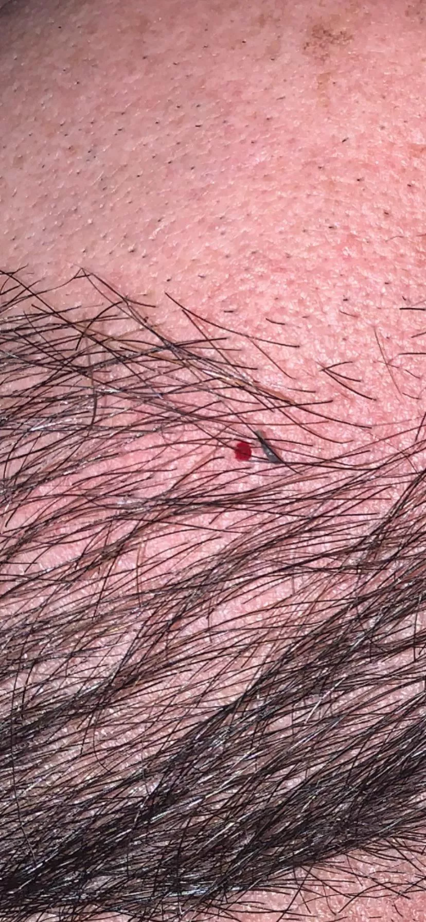 I had this little gem in my beard last night.
