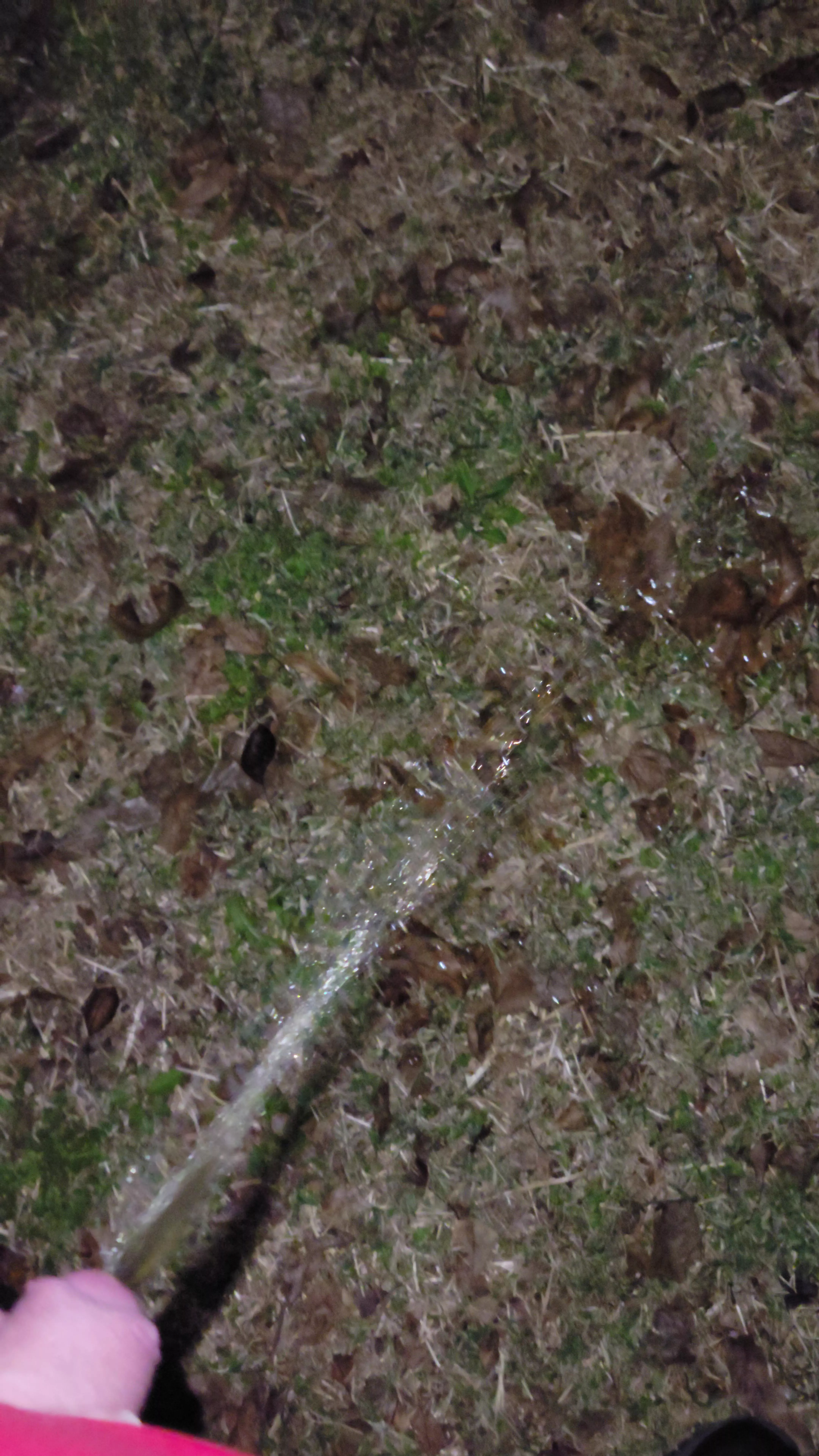 little late night piss