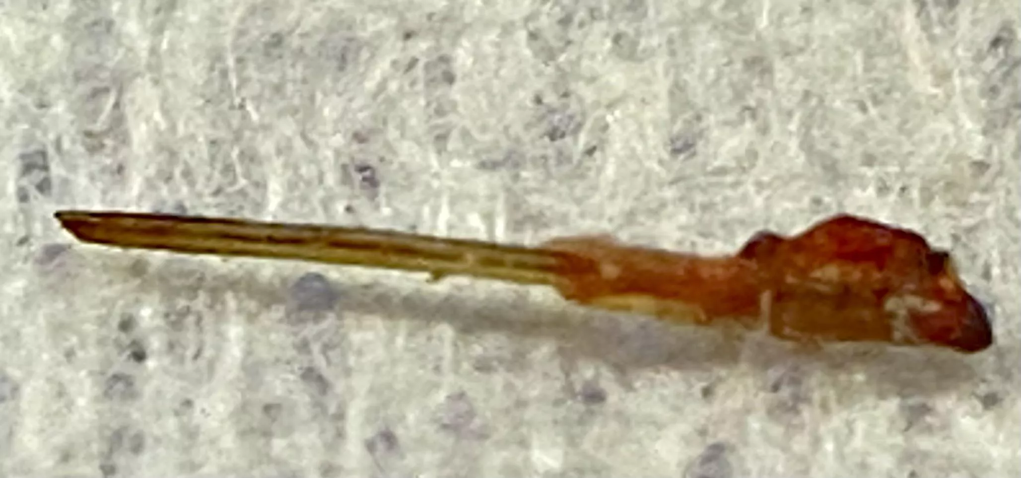 Trichostasis Spinuloso