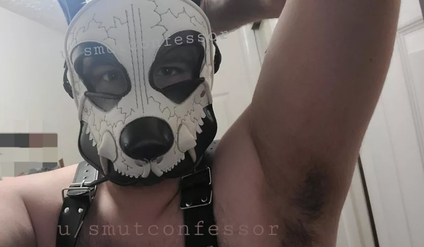 For you pit pups out there...