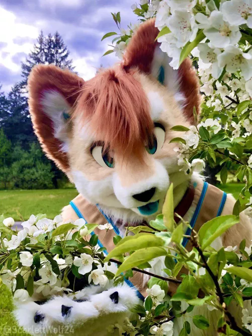 Happy #FursuitFriday!! 🌸🌸✨