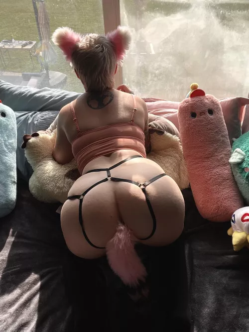 Kitten wants to play