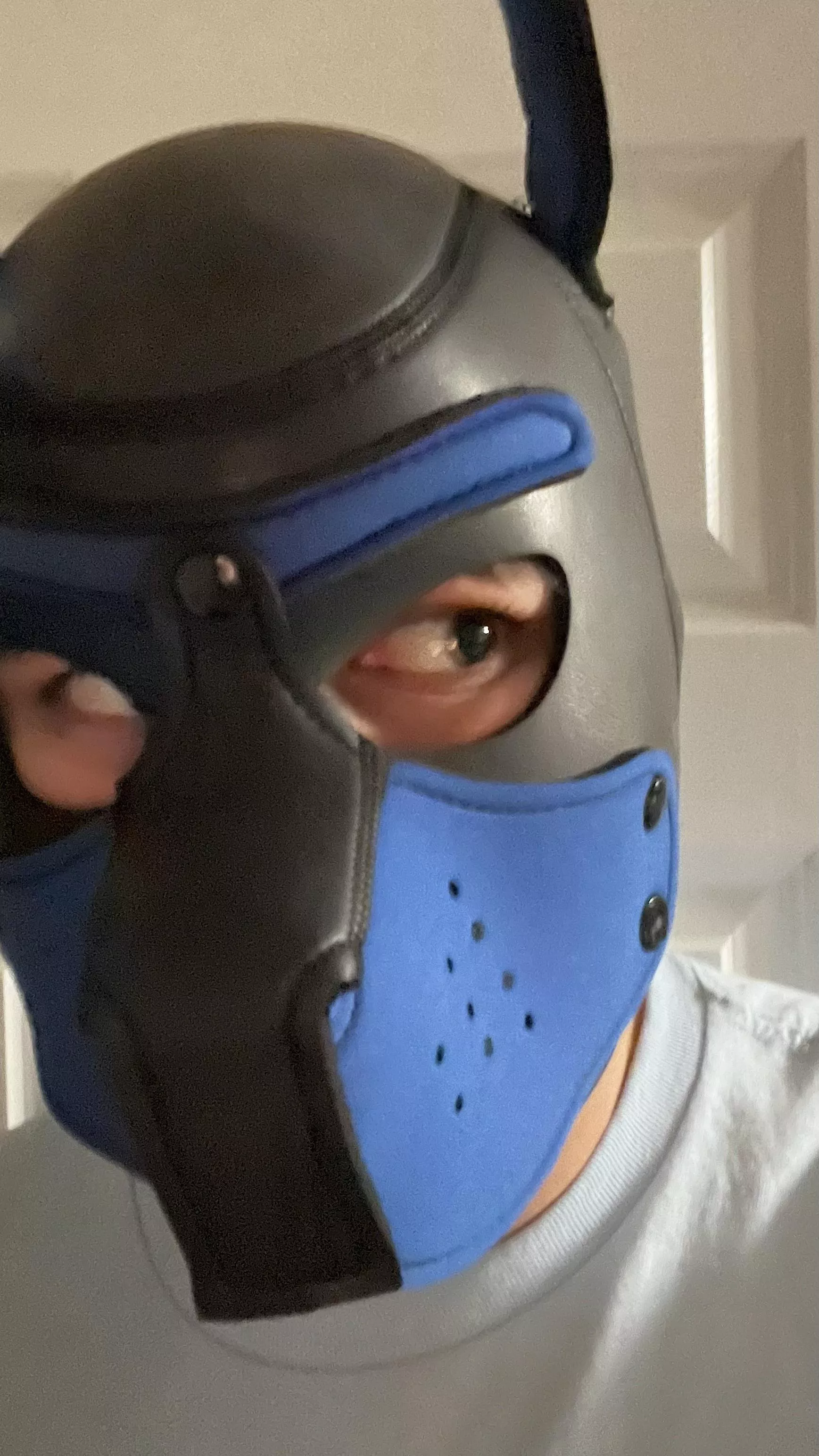 Brand new pup, just got my first hood! Would love to chat w some more Dom leaning pups :)