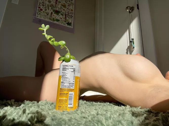 Do you ever break off a piece of a roadside succulent to propagate?