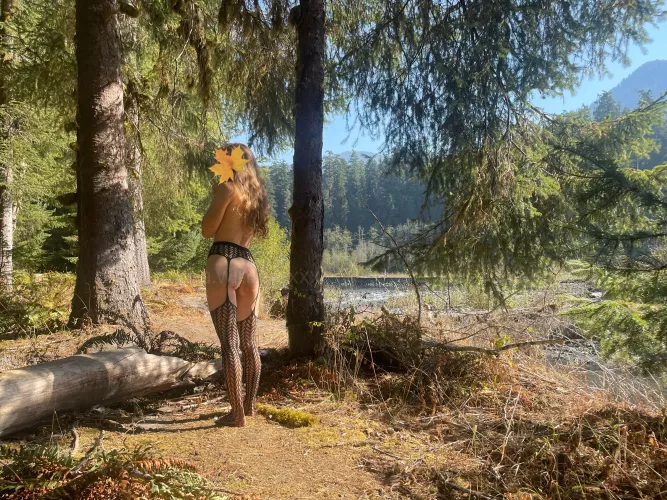 Visiting a temperate rainforest