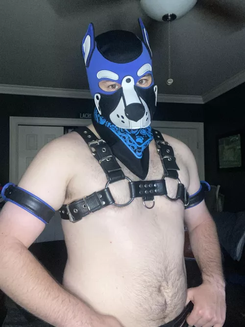 Do you like my new armbands?😉🐶