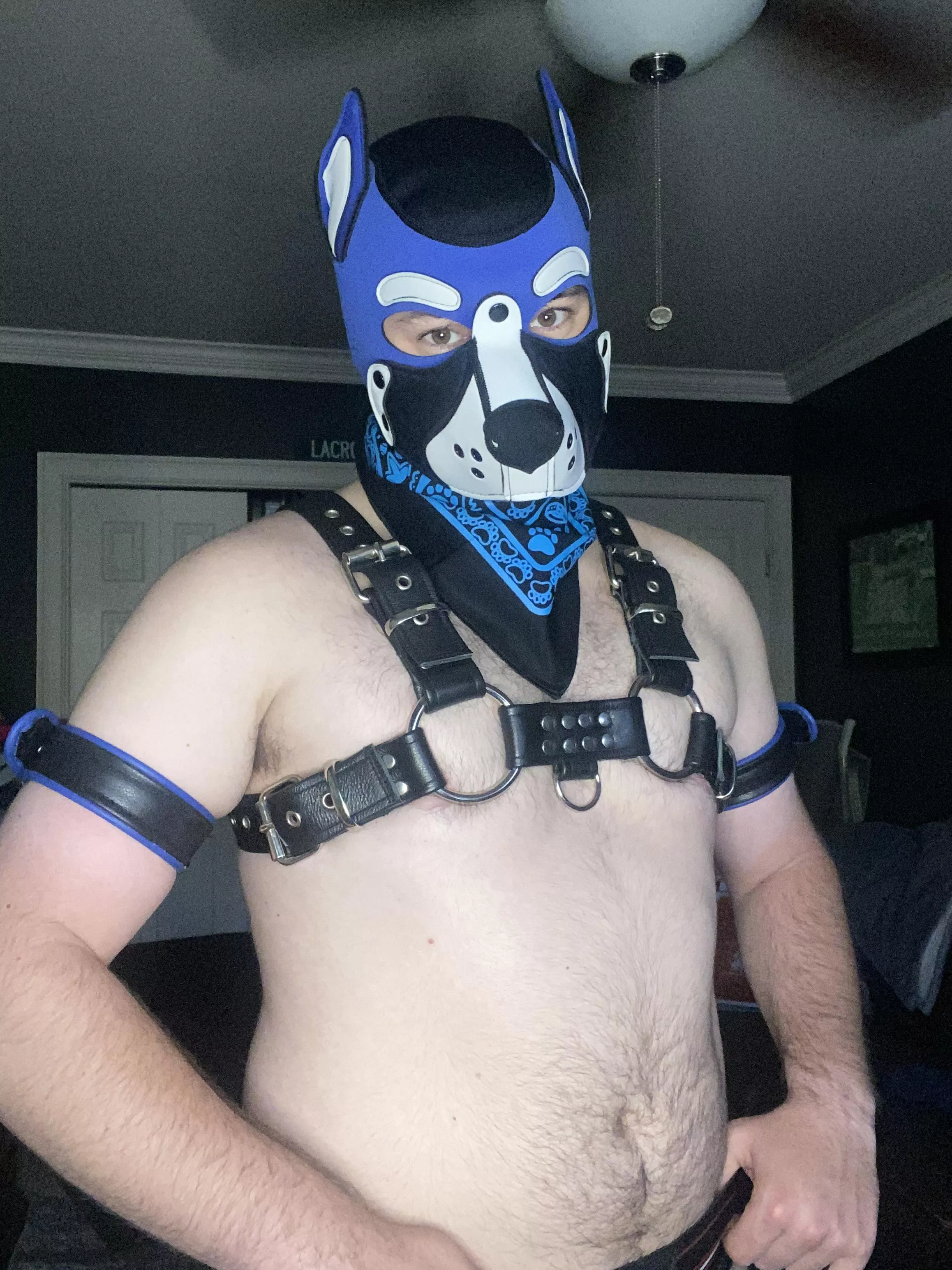 Do you like my new armbands?😉🐶