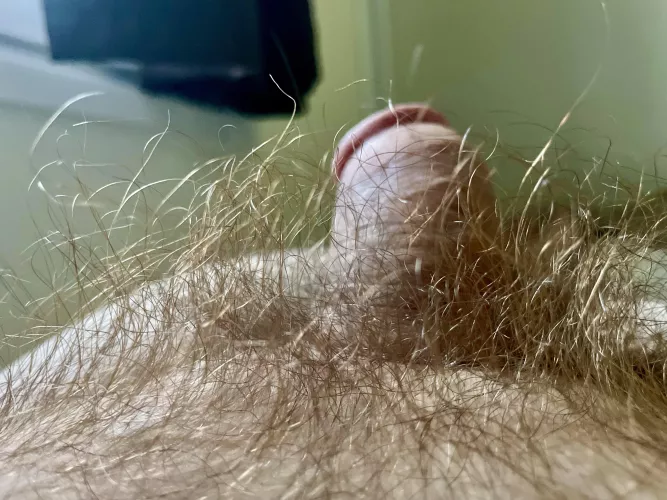 Golden glow of my bush