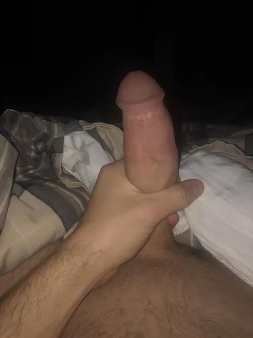 Looking to breed your girl., located in AB Canada