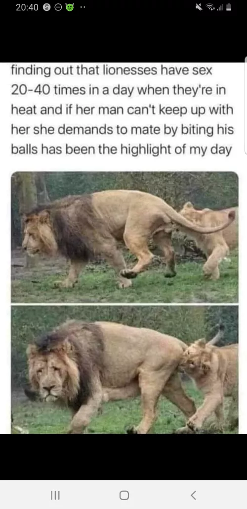 the lions face as well