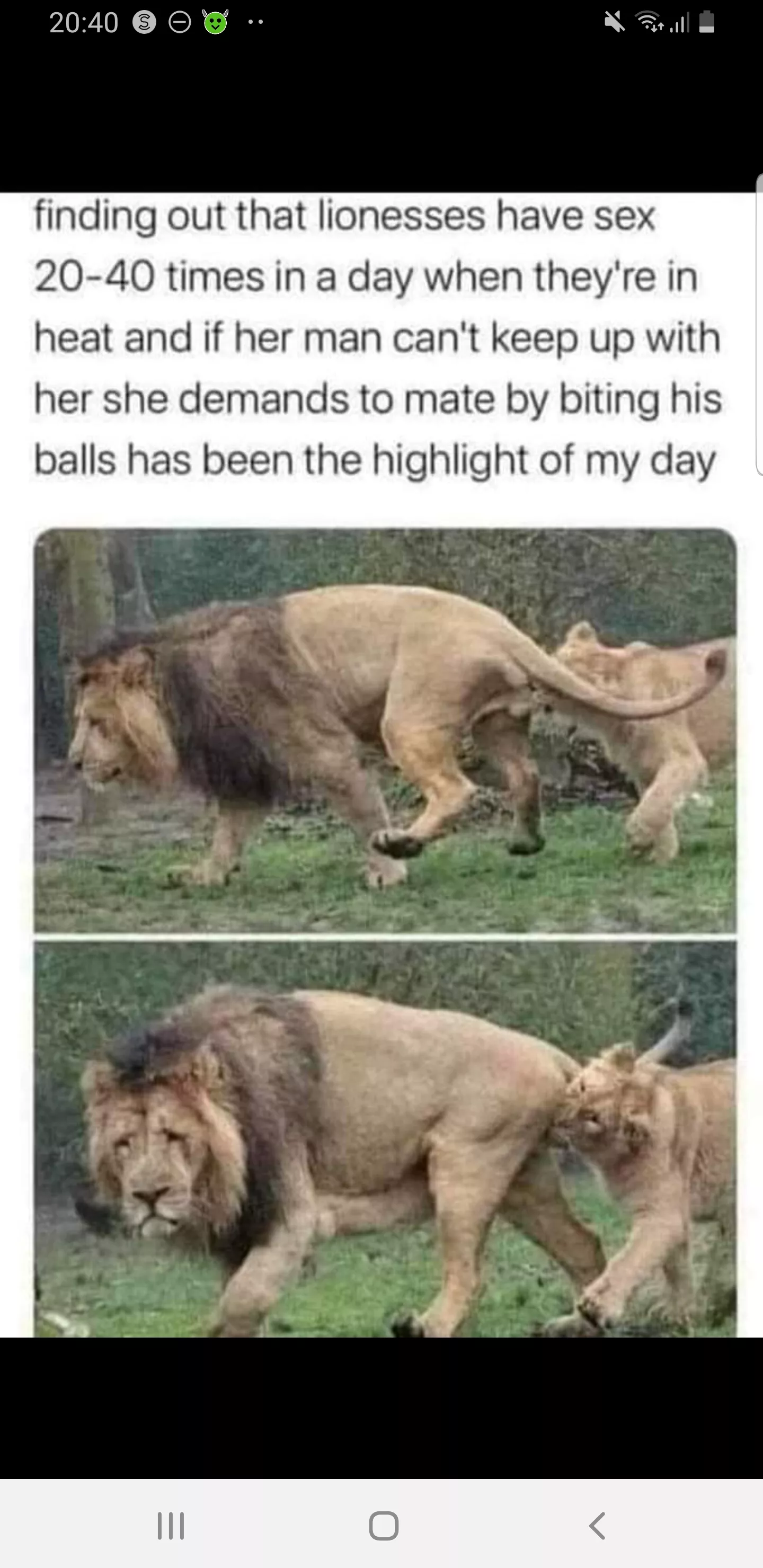 the lions face as well