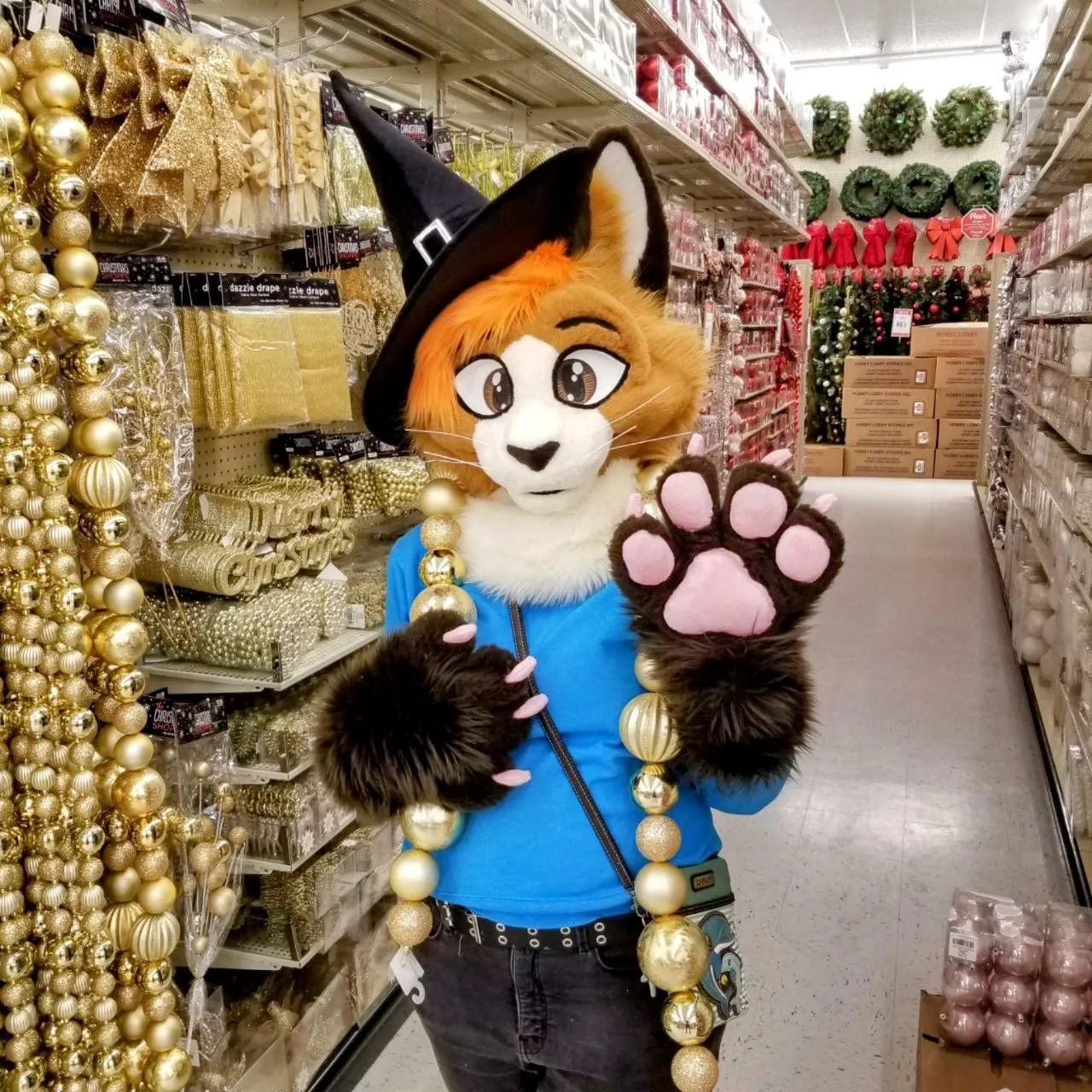 Blue and gold, purrfect combo 😻