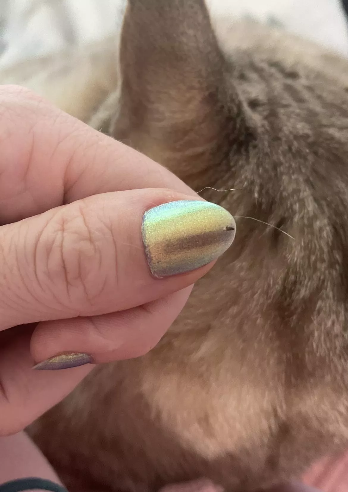 My cat gets zits on her chin