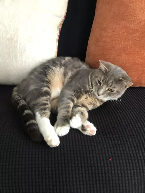 If anyone wants to play any fps games hmu! My cat shall love anyone who agrees to play games with me👀😅