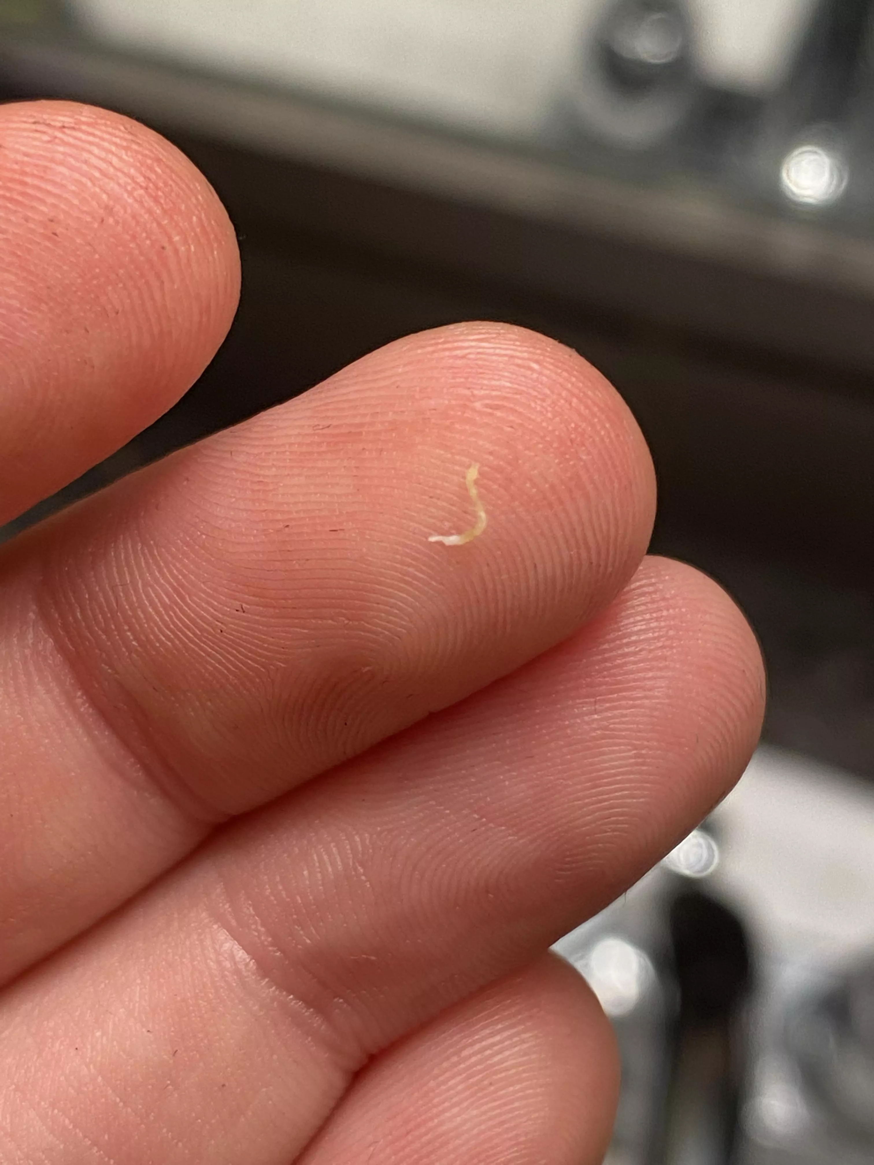 Popped a small blackhead on my lip and this came out…