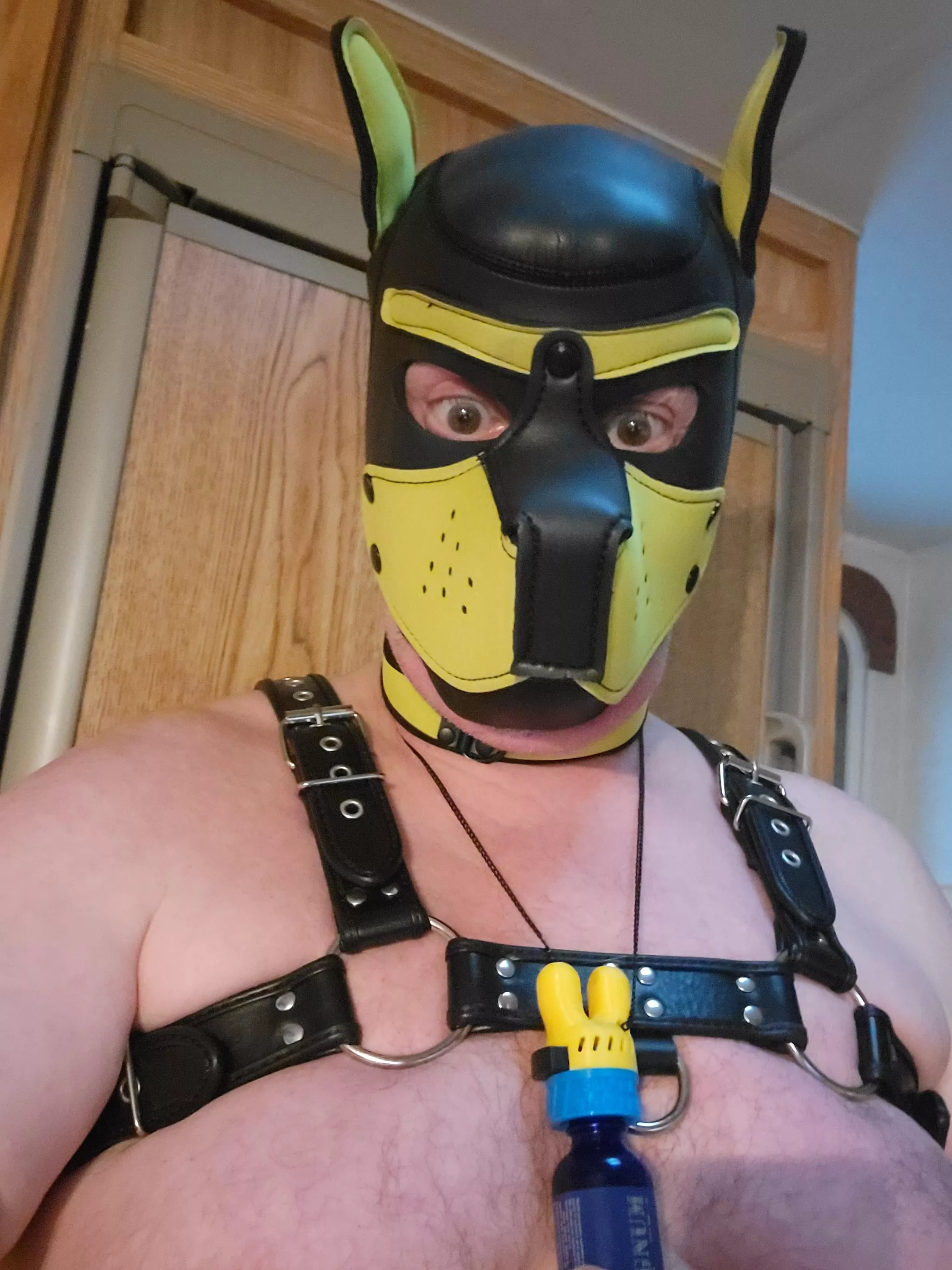 Have the day off...ready to be a naughty pup