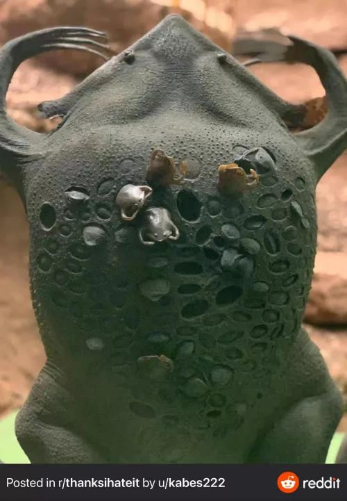 The babies pop out of their mom